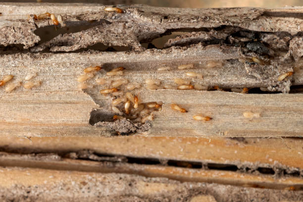 Best Wasp Removal Services  in Bonita, CA