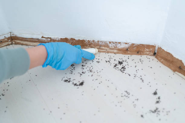 Best Bed Bug Extermination  in Bonita, CA